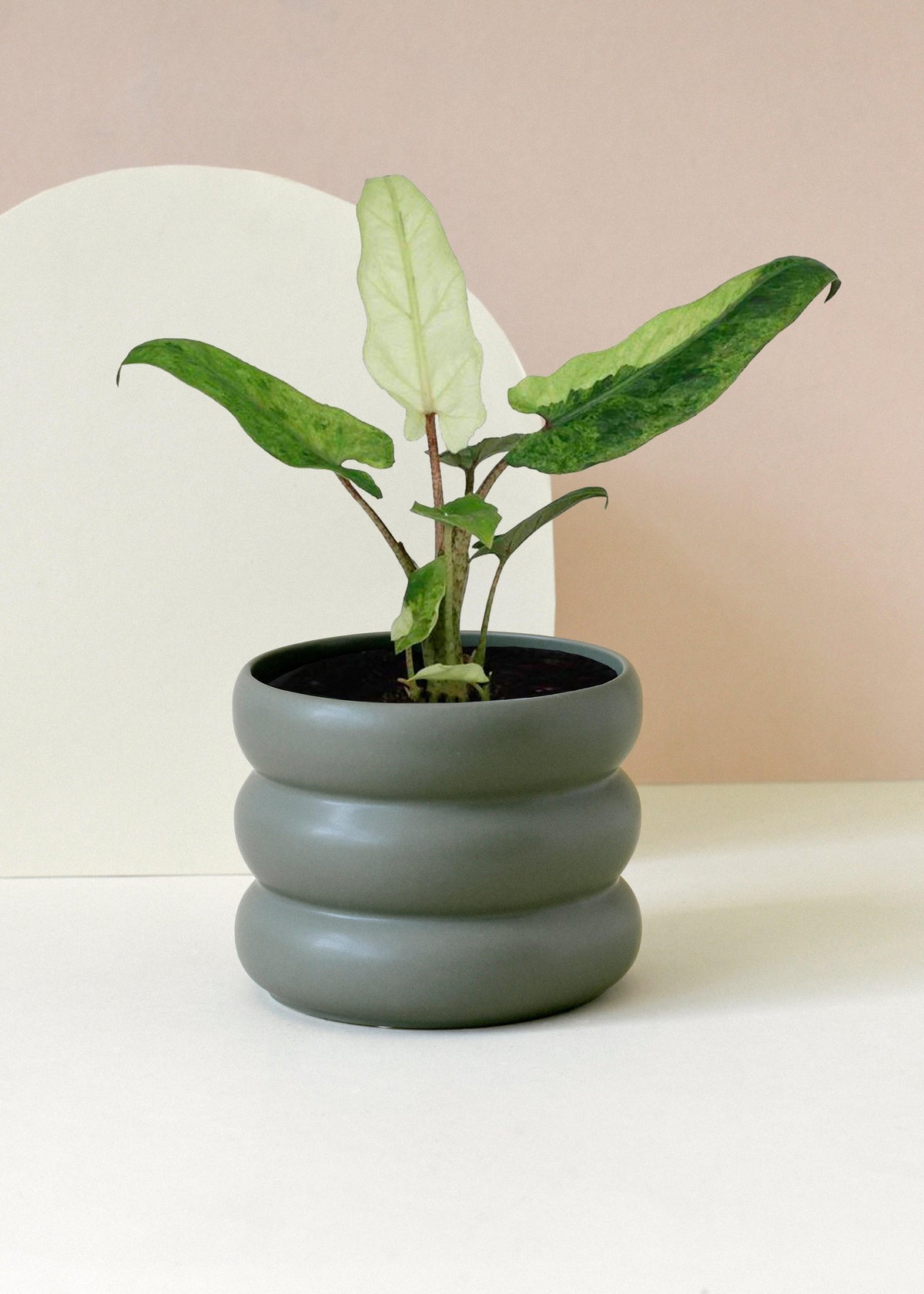 Alocasia Lauterbachiana Variegata 