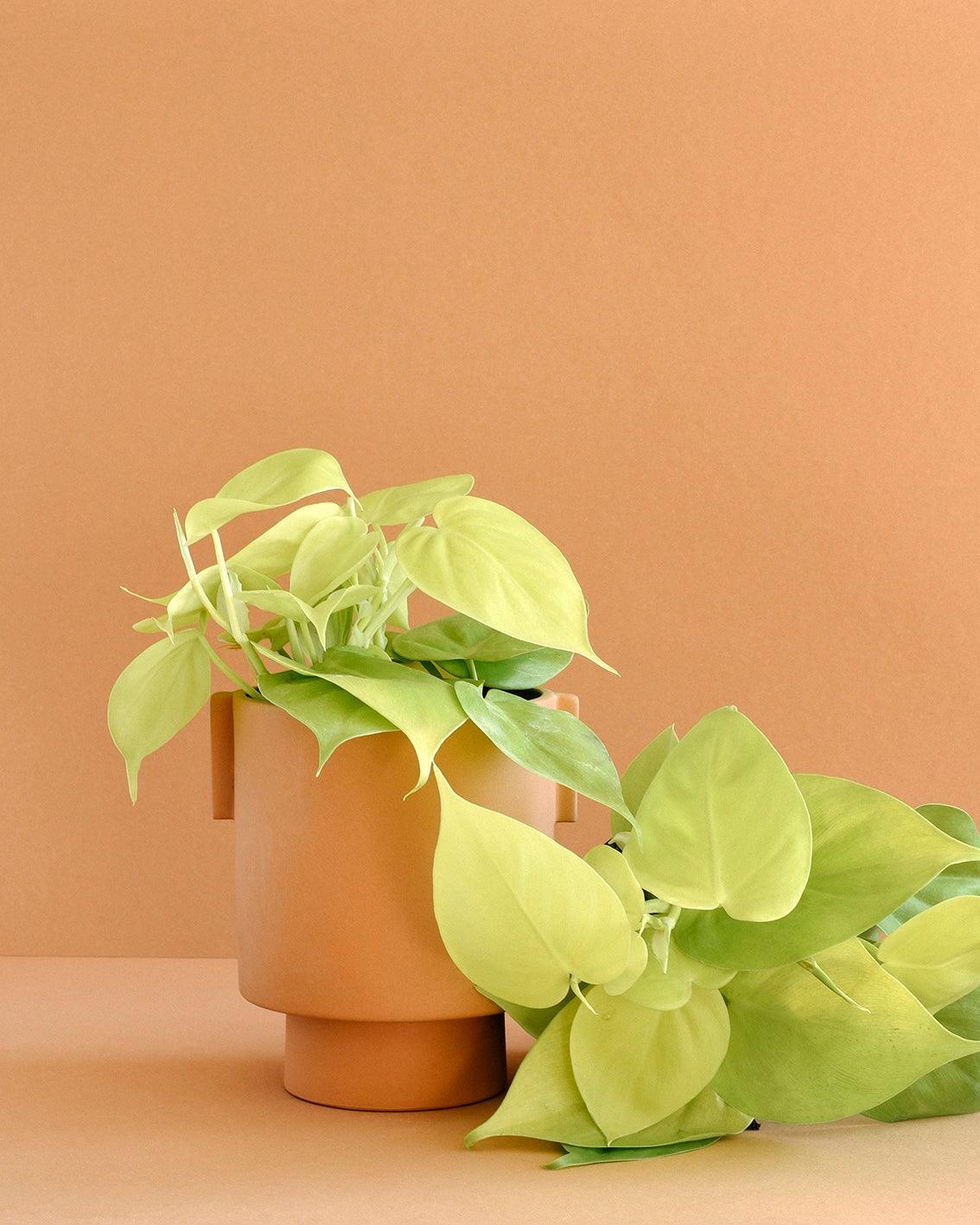 Healthy Philodendron Hederaceum 'Lemon Lime' M. A perfect philodendron hederaceum 'lemon lime' m for your indoor houseplant collection.