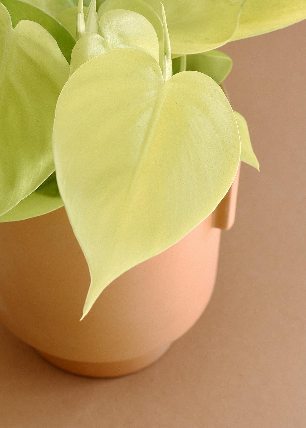 Healthy Philodendron Hederaceum 'Lemon Lime' M. A perfect philodendron hederaceum 'lemon lime' m for your indoor houseplant collection.