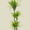Dracaena fragens 'Lemon Lime' XL