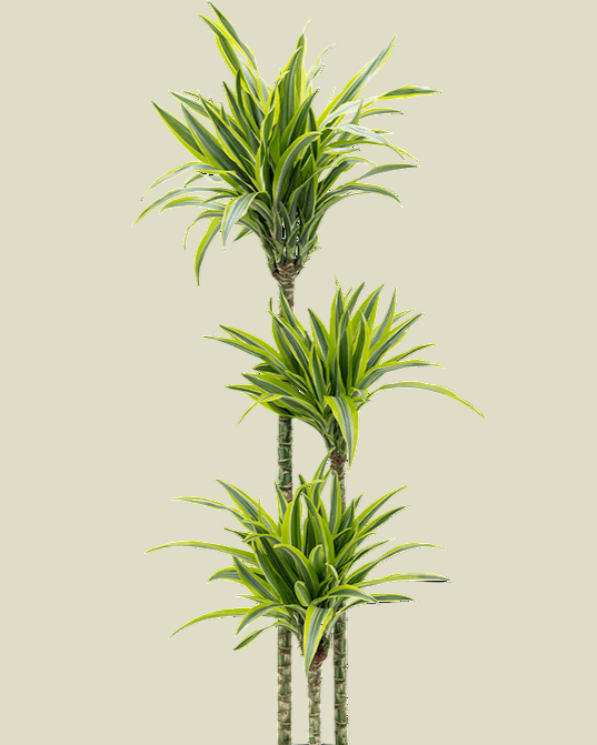 Dracaena fragens 'Lemon Lime' XL
