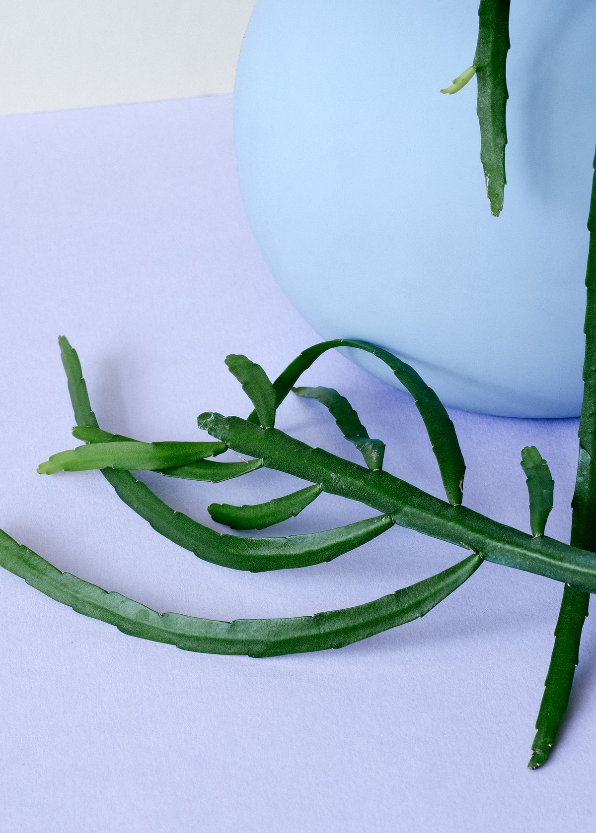 Pfeiffera boliviana Large by Plant Circle