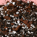 Aroid mix with french bark, perlite, potting soil and charcoal on a pink background