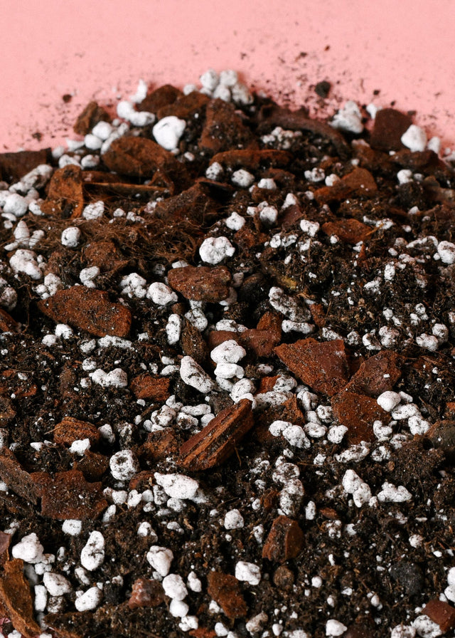 Aroid mix with french bark, perlite, potting soil and charcoal on a pink background