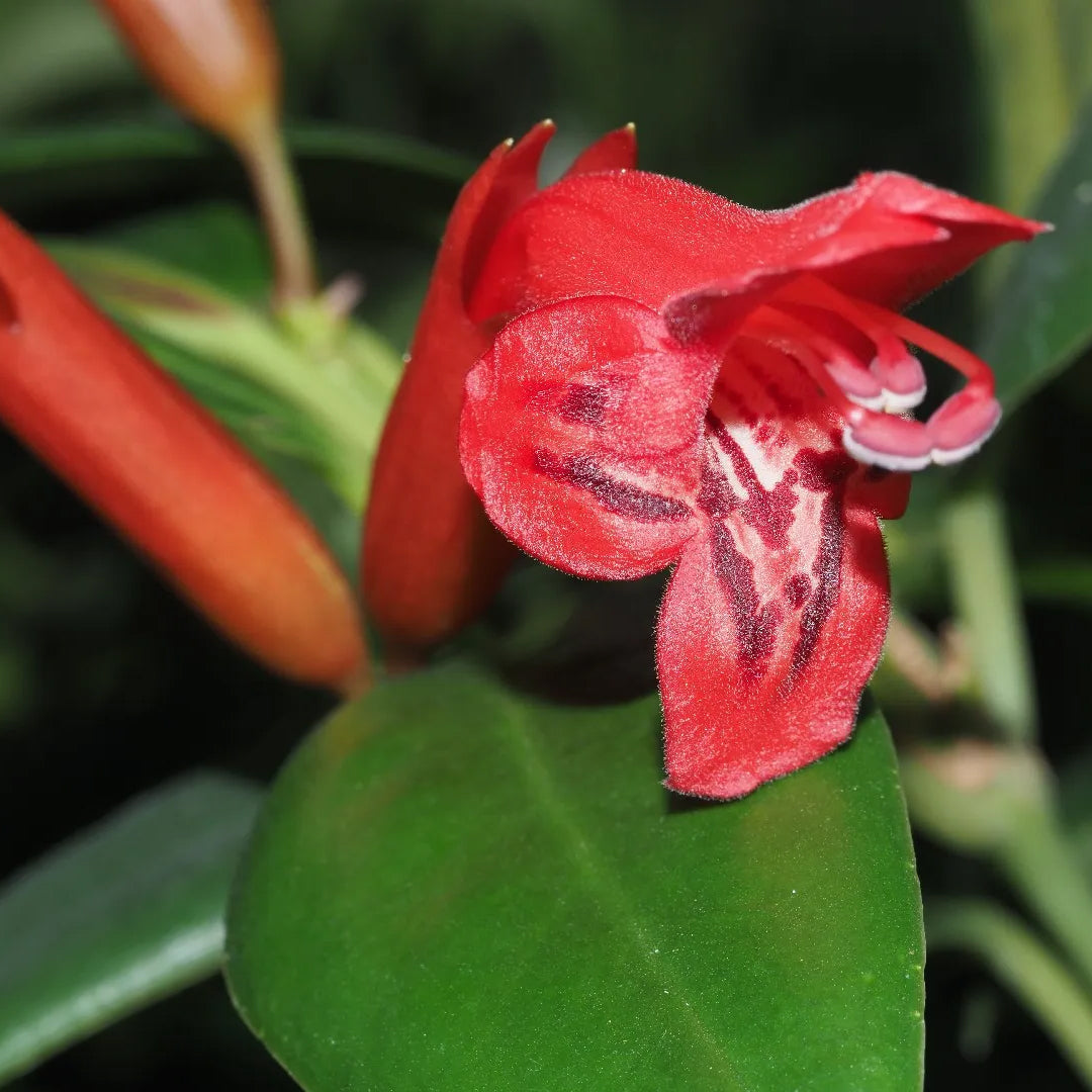 Aeschynanthus 'japhrolepis' (cascading lipstick plant) Large