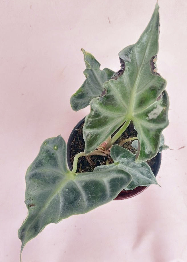 アロカシア・ロコ Alocasia Loco x 10 plants Alocasia Loco – Angie's Planties