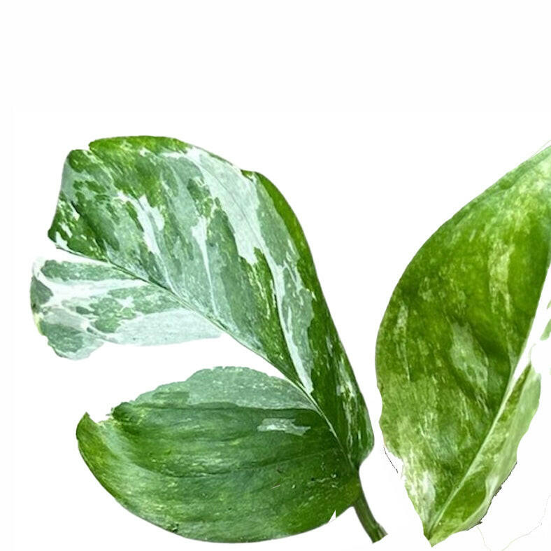 Monstera Lechleriana Variegata Small -  Plant Circle.