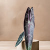 Alocasia Longiloba 'Purple' 