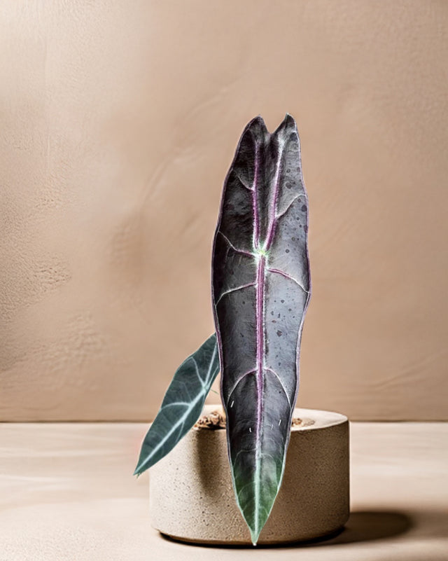 Alocasia Longiloba 'Purple' 