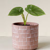 Alocasia 'Lukiwan' (sinuata x alba) Baby