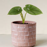 Alocasia 'Lukiwan' (sinuata x alba) Baby