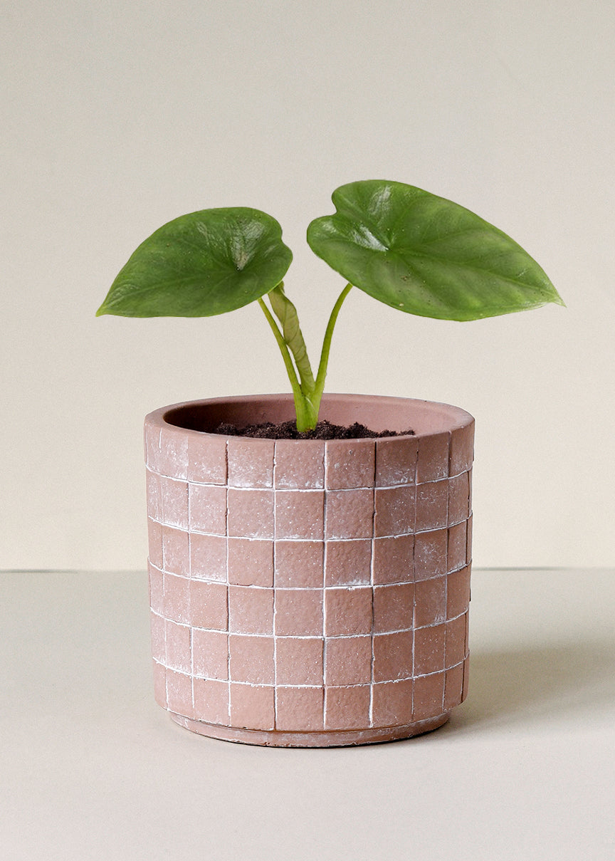 Alocasia 'Lukiwan' (sinuata x alba) Baby -  Geen.