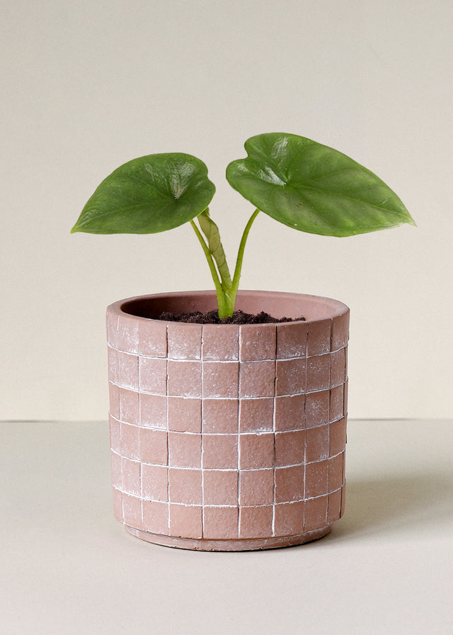 Alocasia 'Lukiwan' (sinuata x alba) Baby -  Geen.