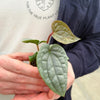Anthurium luxurians Baby