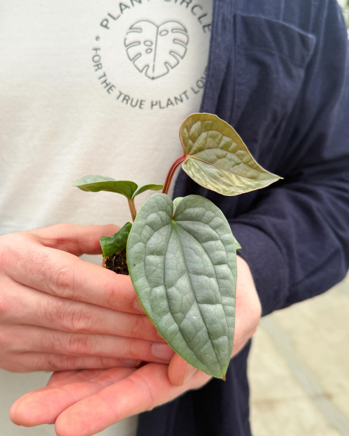 anthurium luxurians Anthurium luxurians Baby