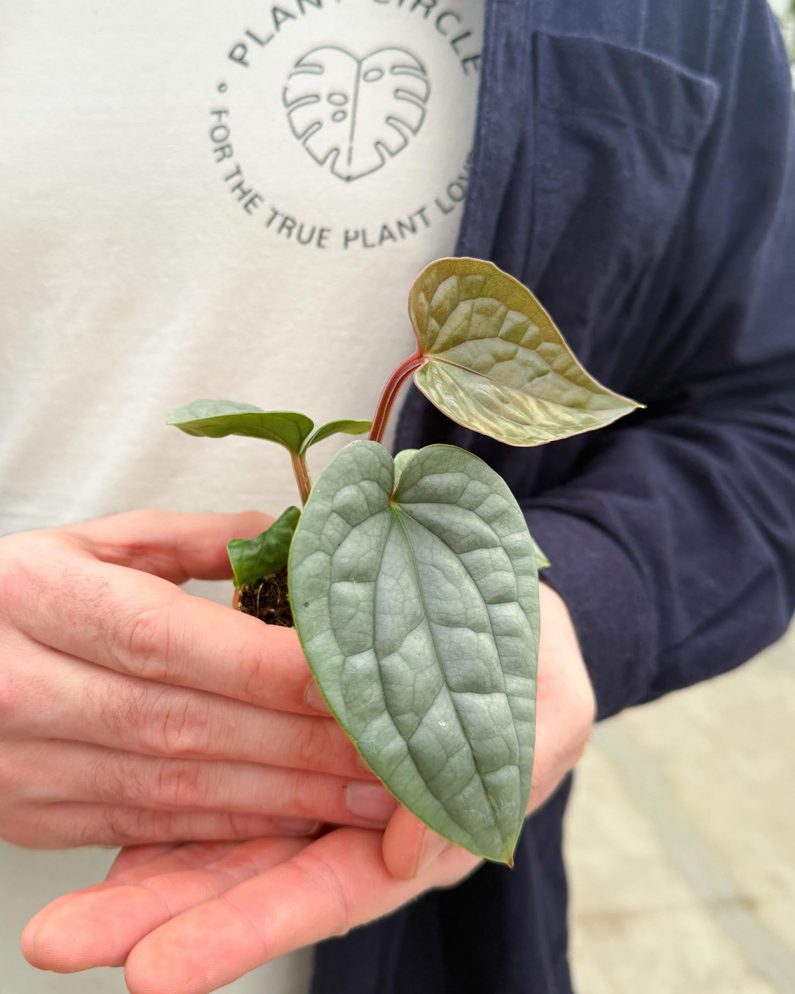 Anthurium luxurians Baby