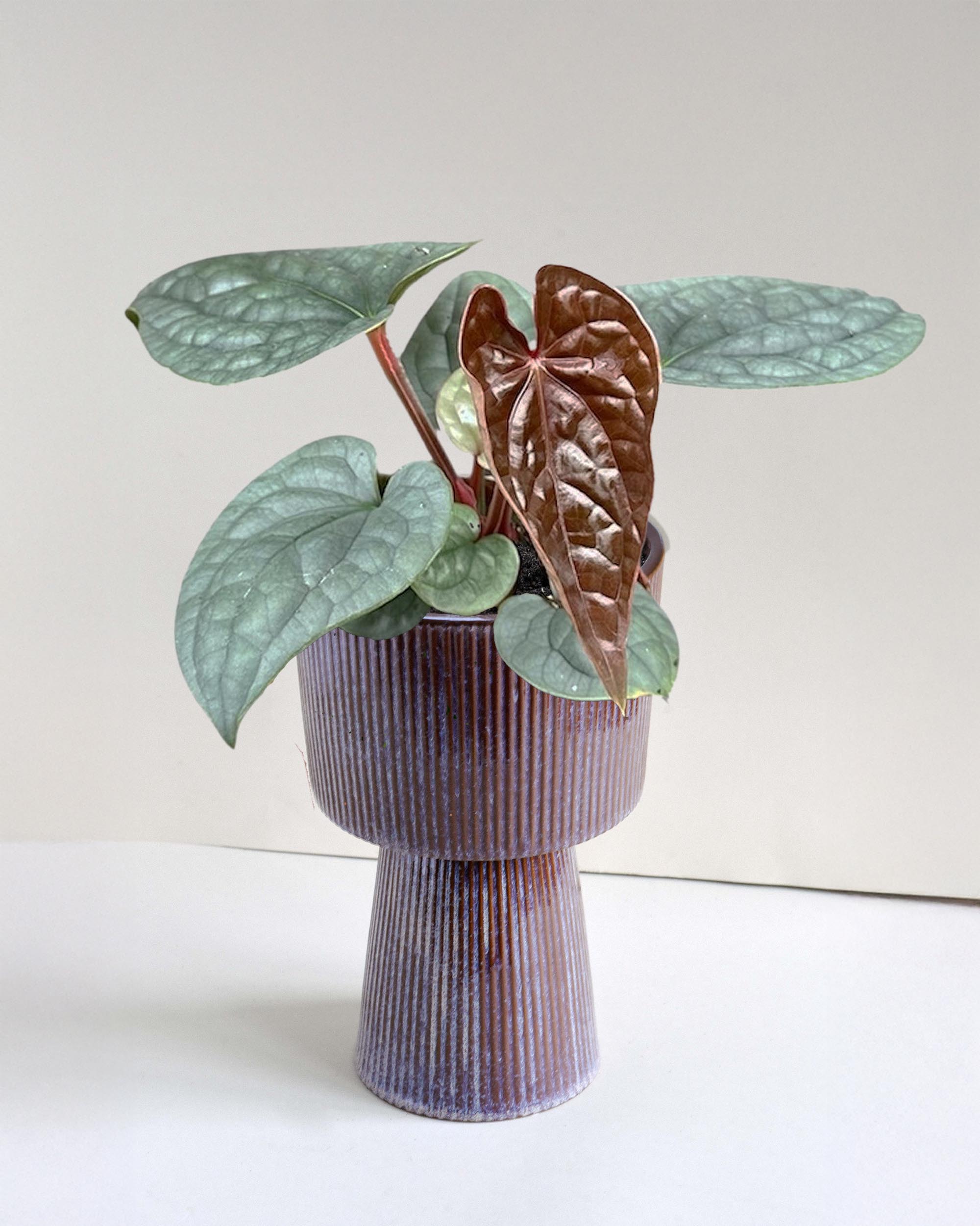 Anthurium Luxurians Medium – Plant Circle