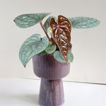 Anthurium luxurians medium plant with deep green, textured leaves and a newly emerging bronze leaf – tropical houseplant in decorative ceramic pot for European interiors