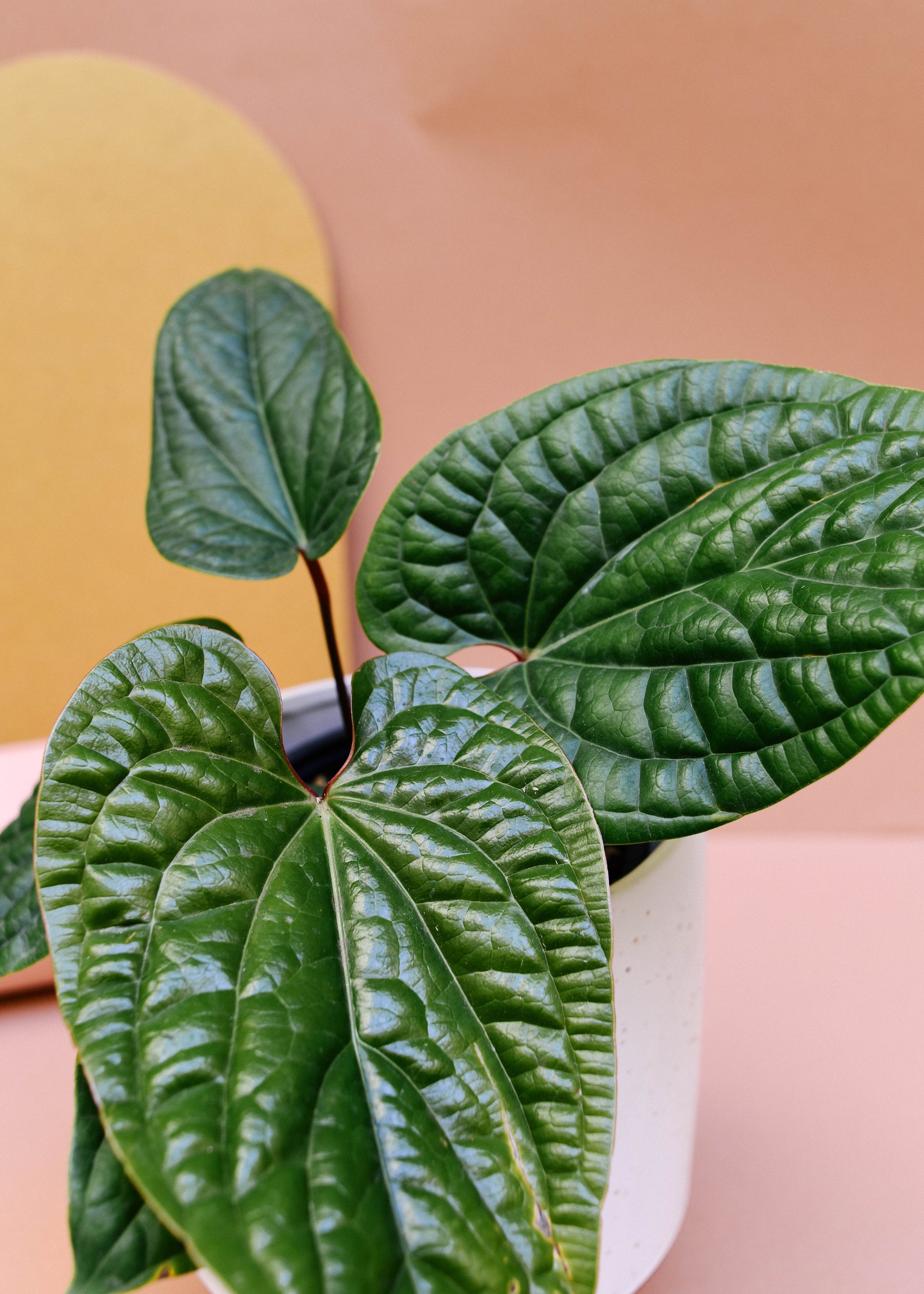 Anthurium Luxurians