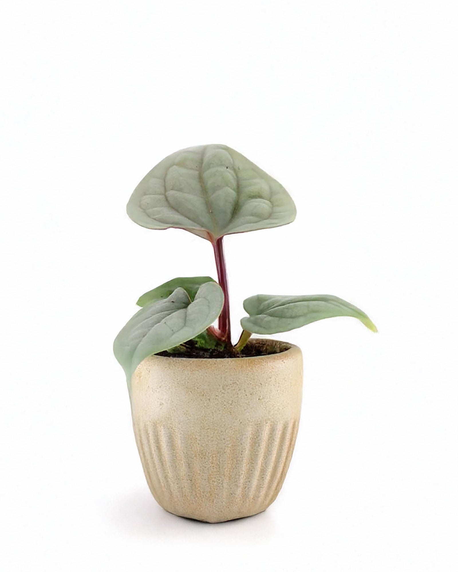 anthurium luxurians silver Anthurium luxurians Baby