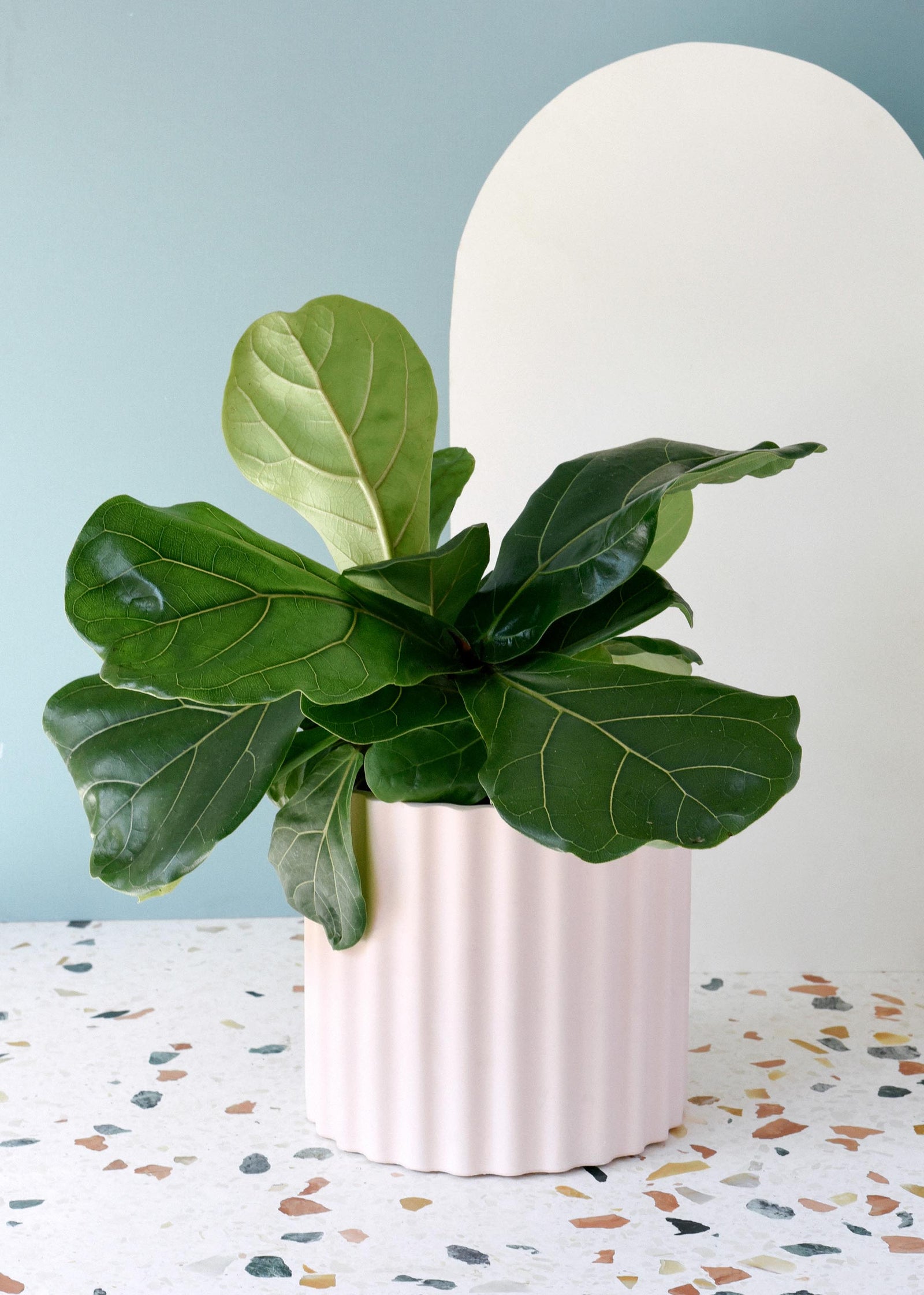 Fiddle leaf fig plant in a white pot on a terrazzo-patterned surface with a light blue wall background.