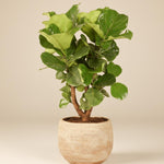 Potted fiddle leaf fig plant on a beige background