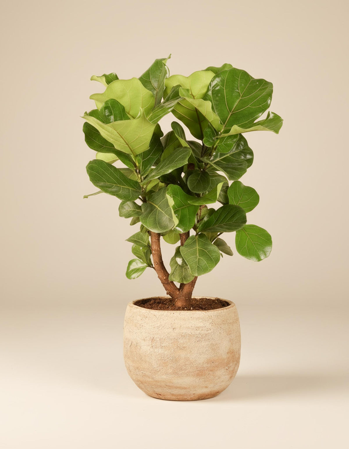 Potted fiddle leaf fig plant on a beige background