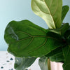 Close-up of a fiddle leaf fig plant with large green leaves against a light blue background.