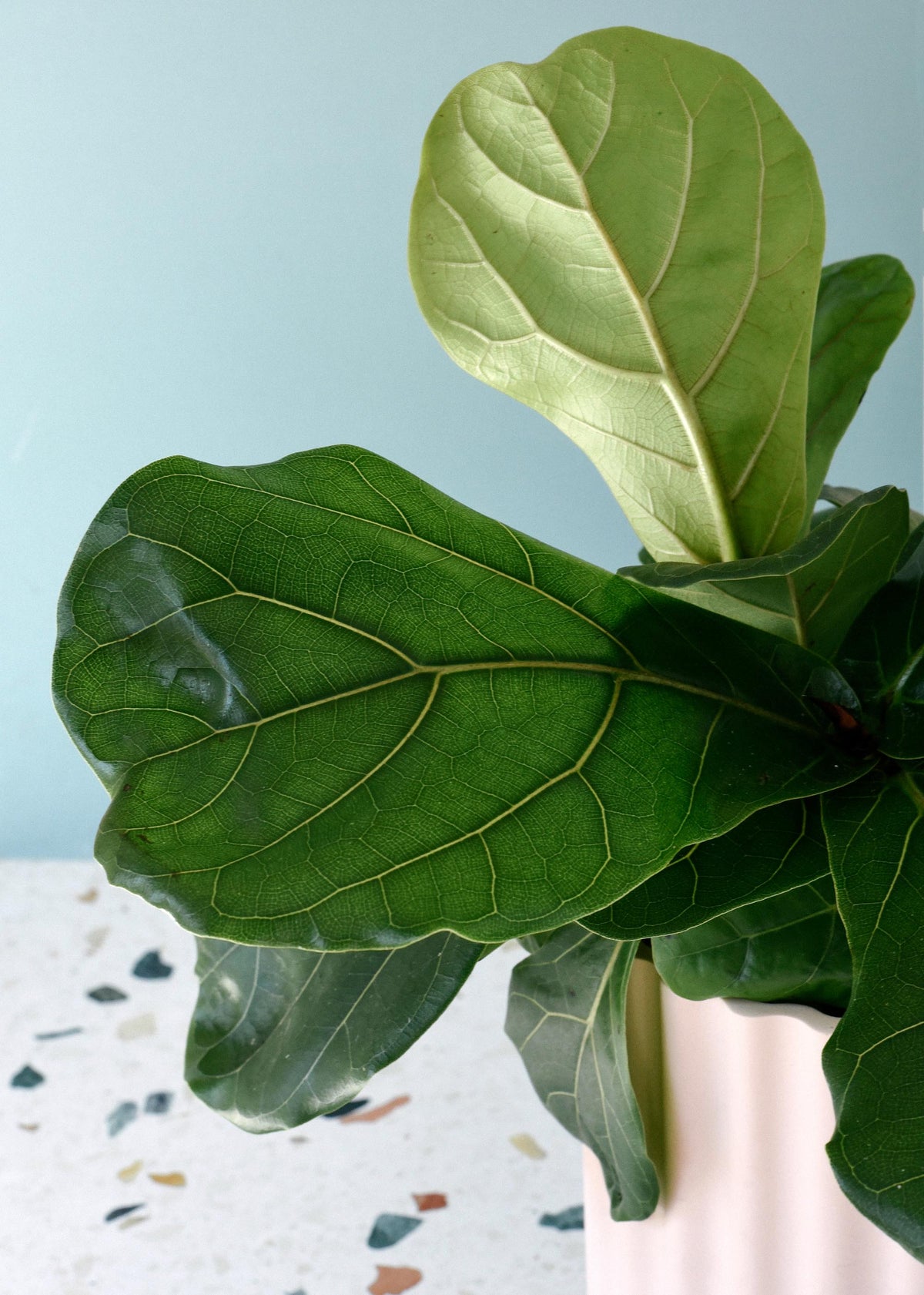 Close-up of a fiddle leaf fig plant with large green leaves against a light blue background.