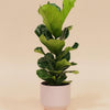Potted lyrata ficus with large green leaves on a beige background