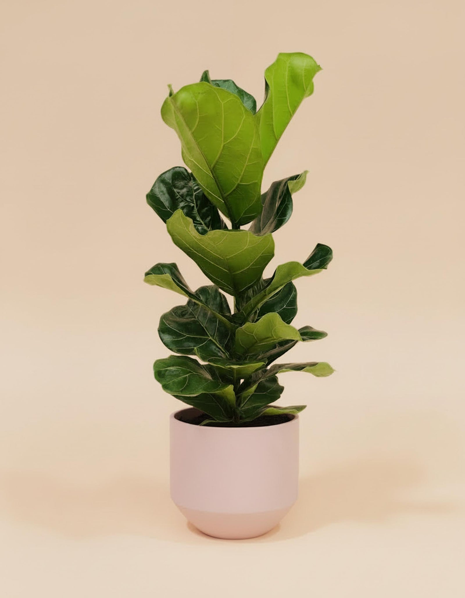 Potted lyrata ficus with large green leaves on a beige background