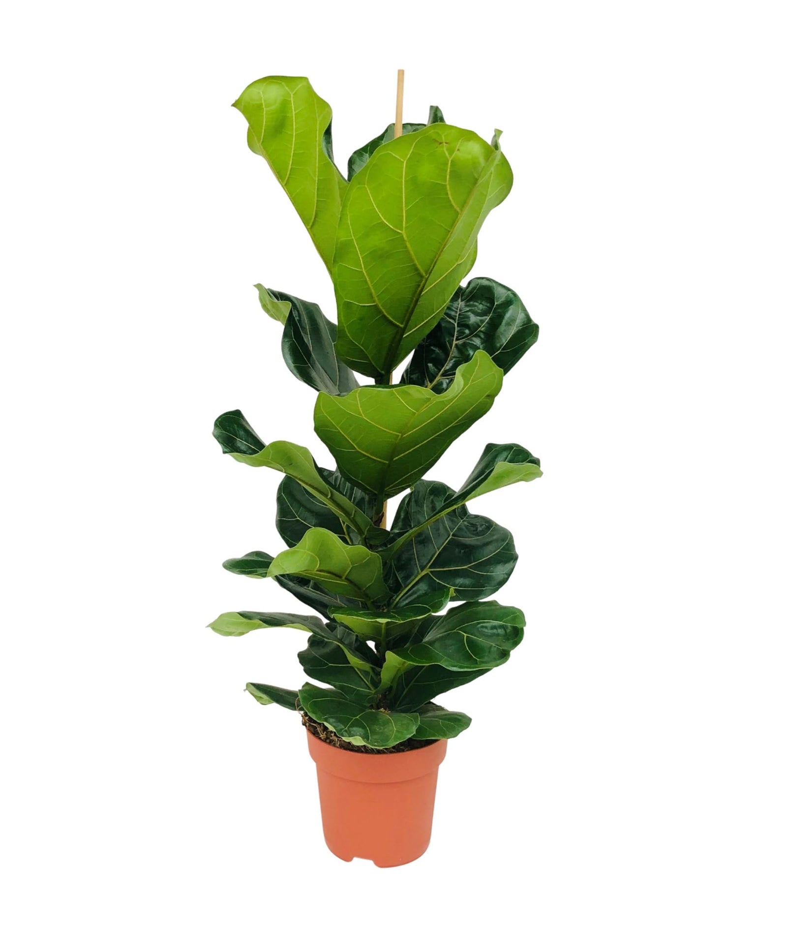 Potted fiddle leaf fig plant on a white background