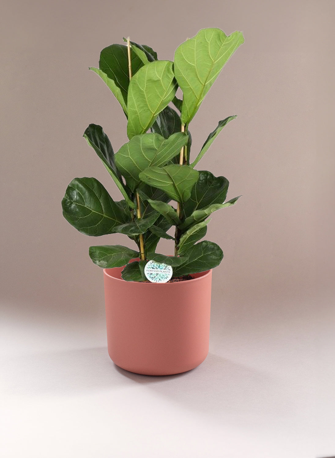 Ficus Lyrata (Two Branches) XL by Plant Circle -  Plant Circle.