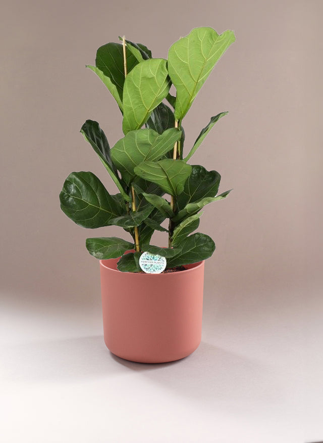 Ficus Lyrata (Two Branches) XL by Plant Circle -  Plant Circle.