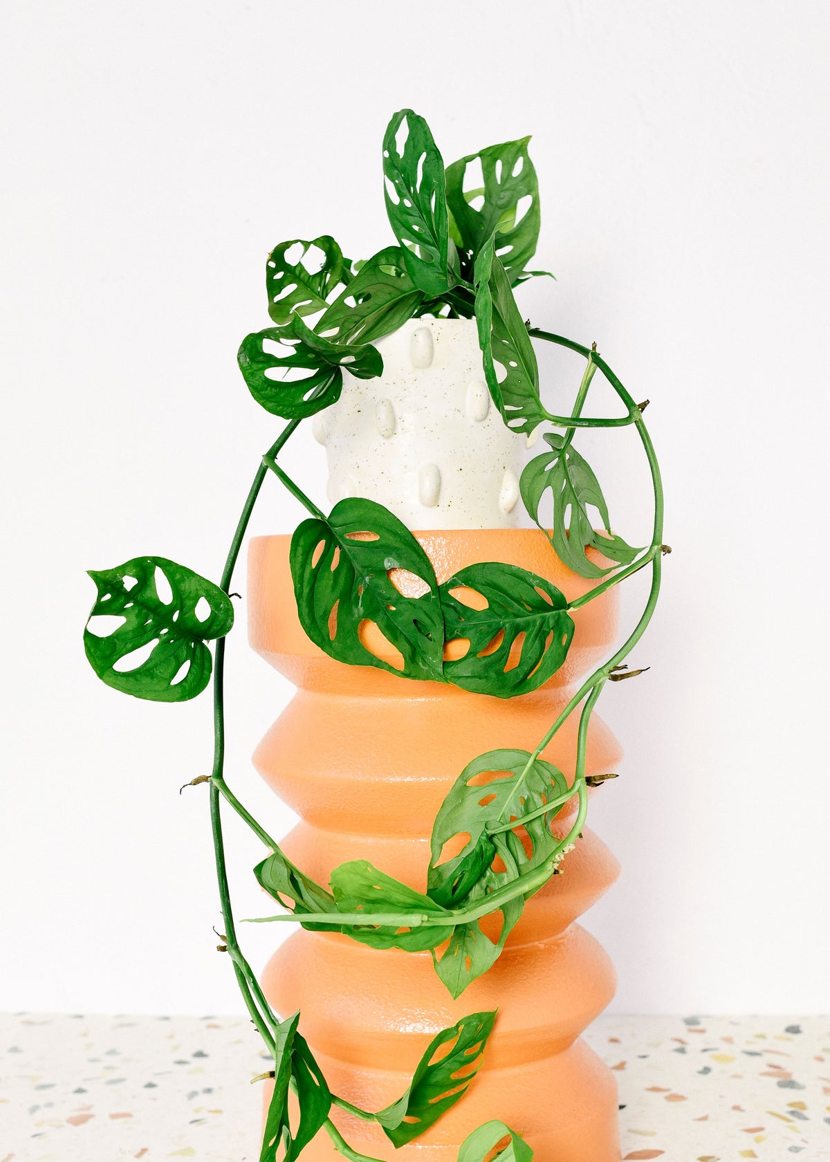 Monstera Adansonii