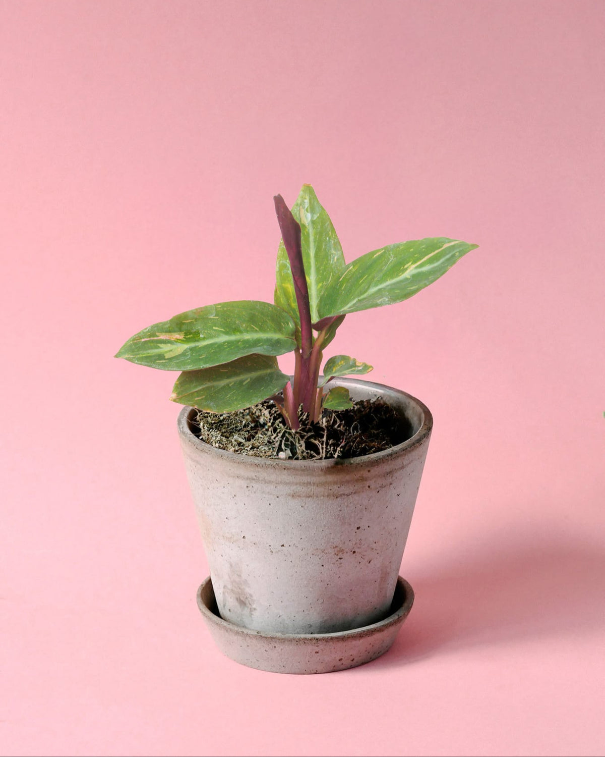 magic star prayer plant Stromanthe thalia 'Magic Star' Baby