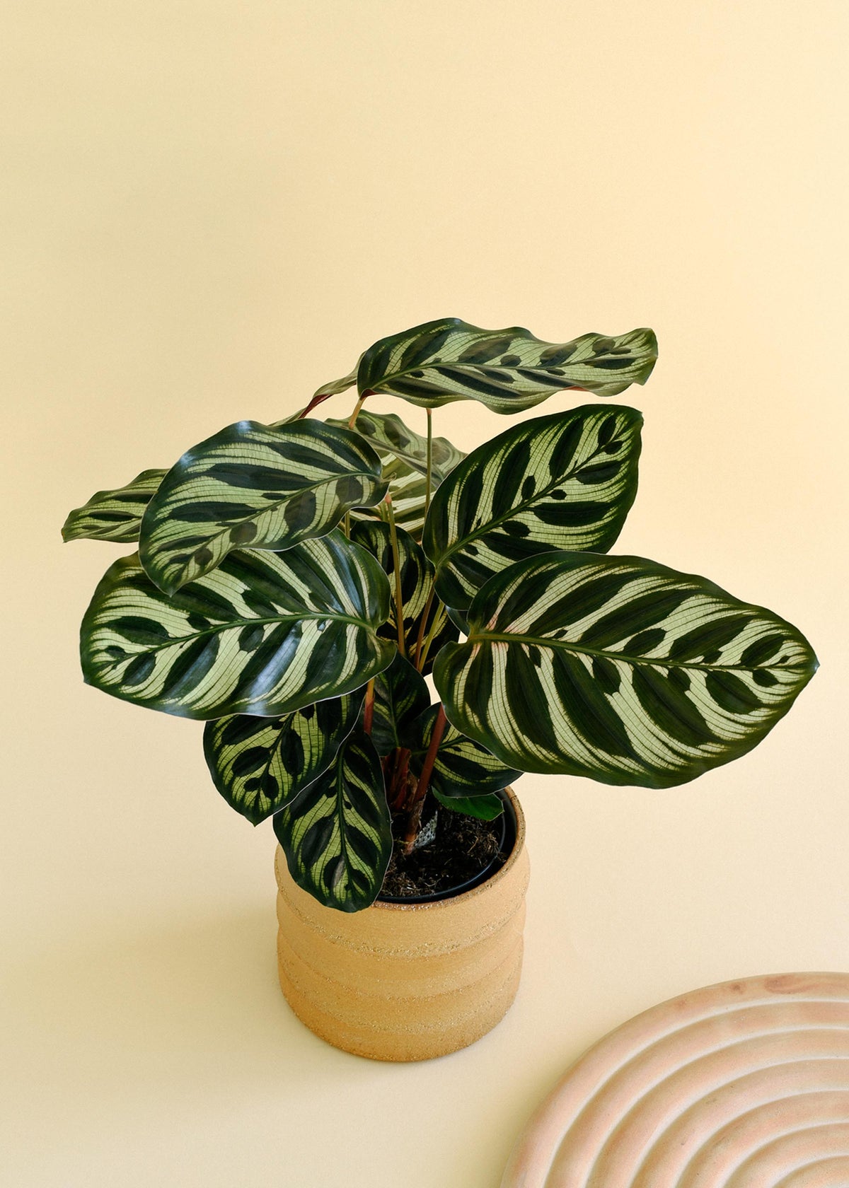 Goeppertia (Calathea) Makoyana plant with striped leaves on a beige background