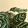 Close-up of a Goeppertia (Calathea) Makoyana plant with striped leaves on a beige background