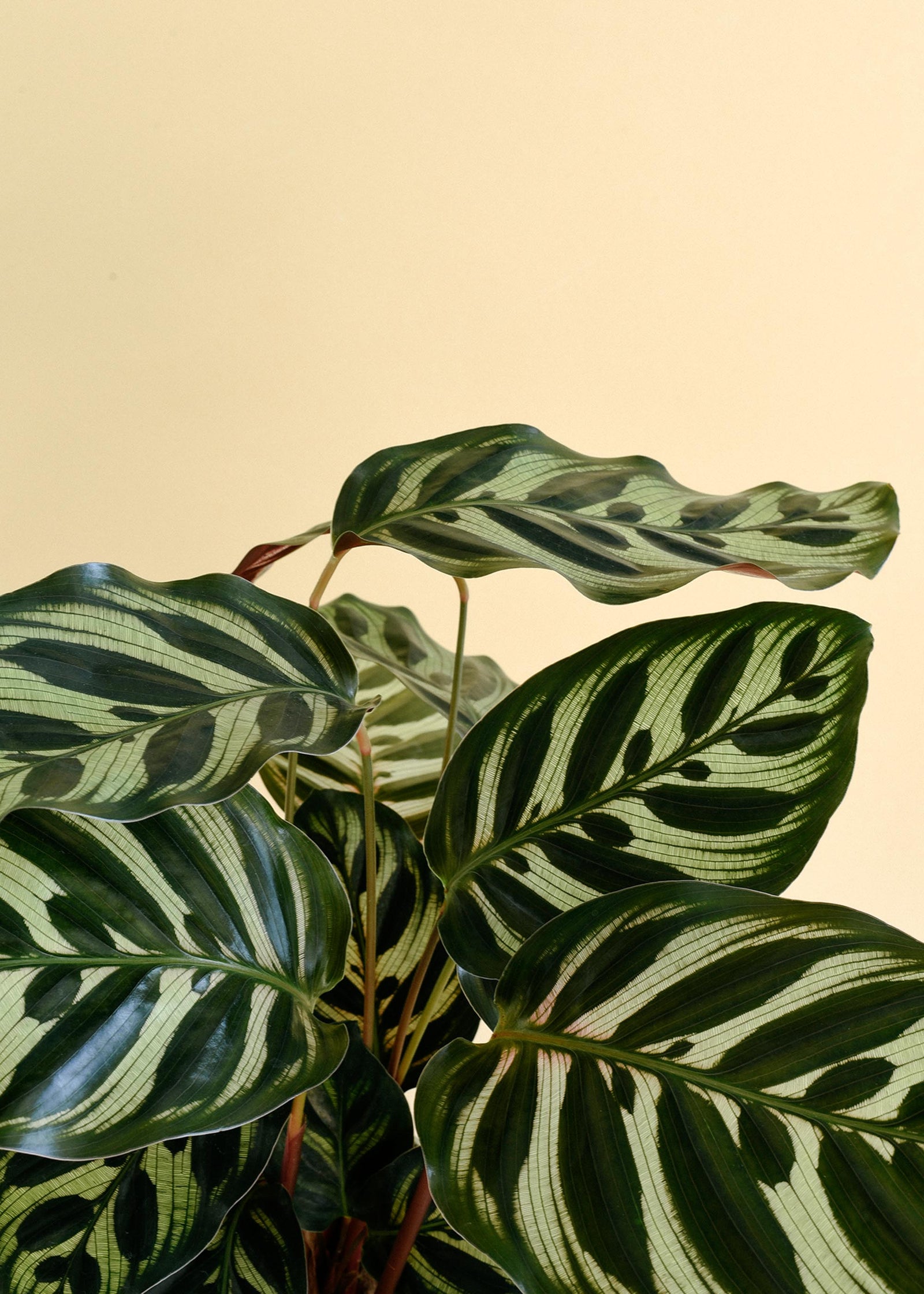 Close-up of a Goeppertia (Calathea) Makoyana plant with striped leaves on a beige background