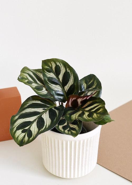 Healthy Calathea Makoyana Baby. A perfect calathea makoyana baby for your indoor houseplant collection.