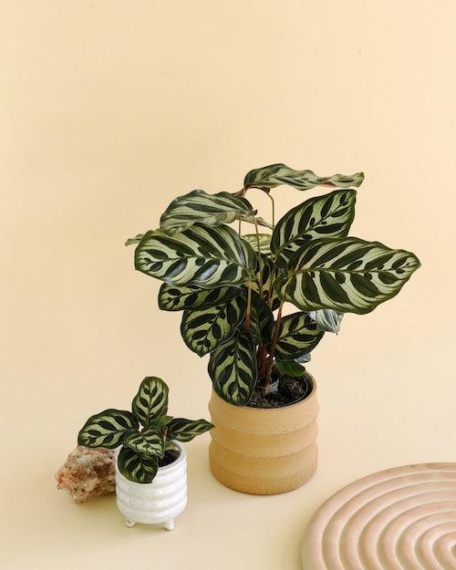 Goeppertia (Calathea) Makoyana Medium