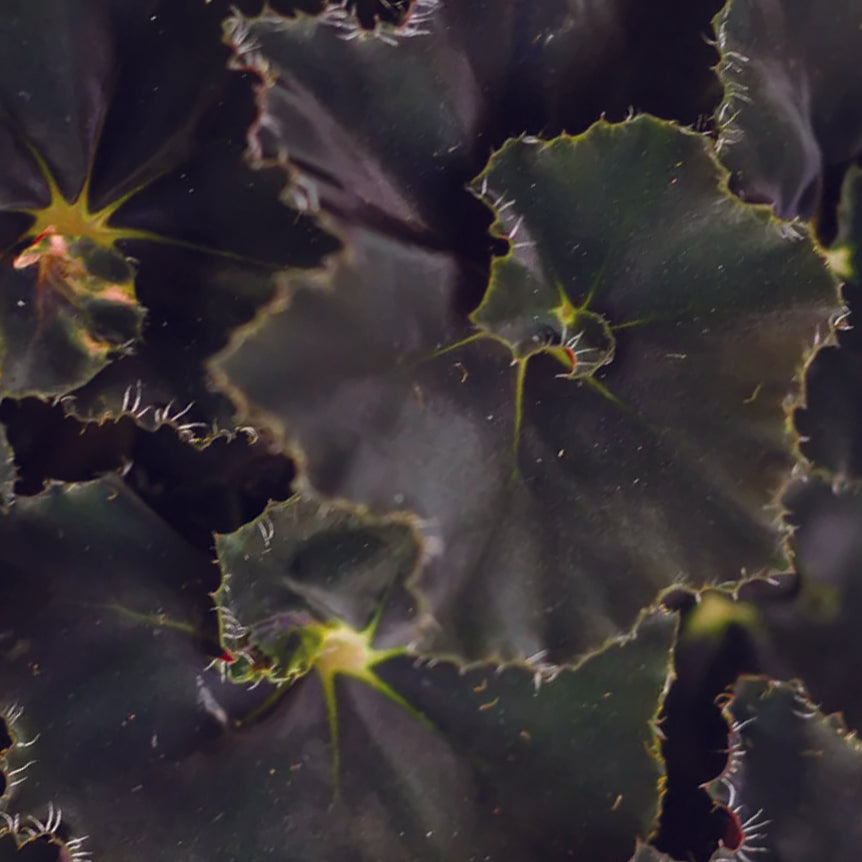 Begonia Rex ‘Dark Mambo’ -  Plant Circle.