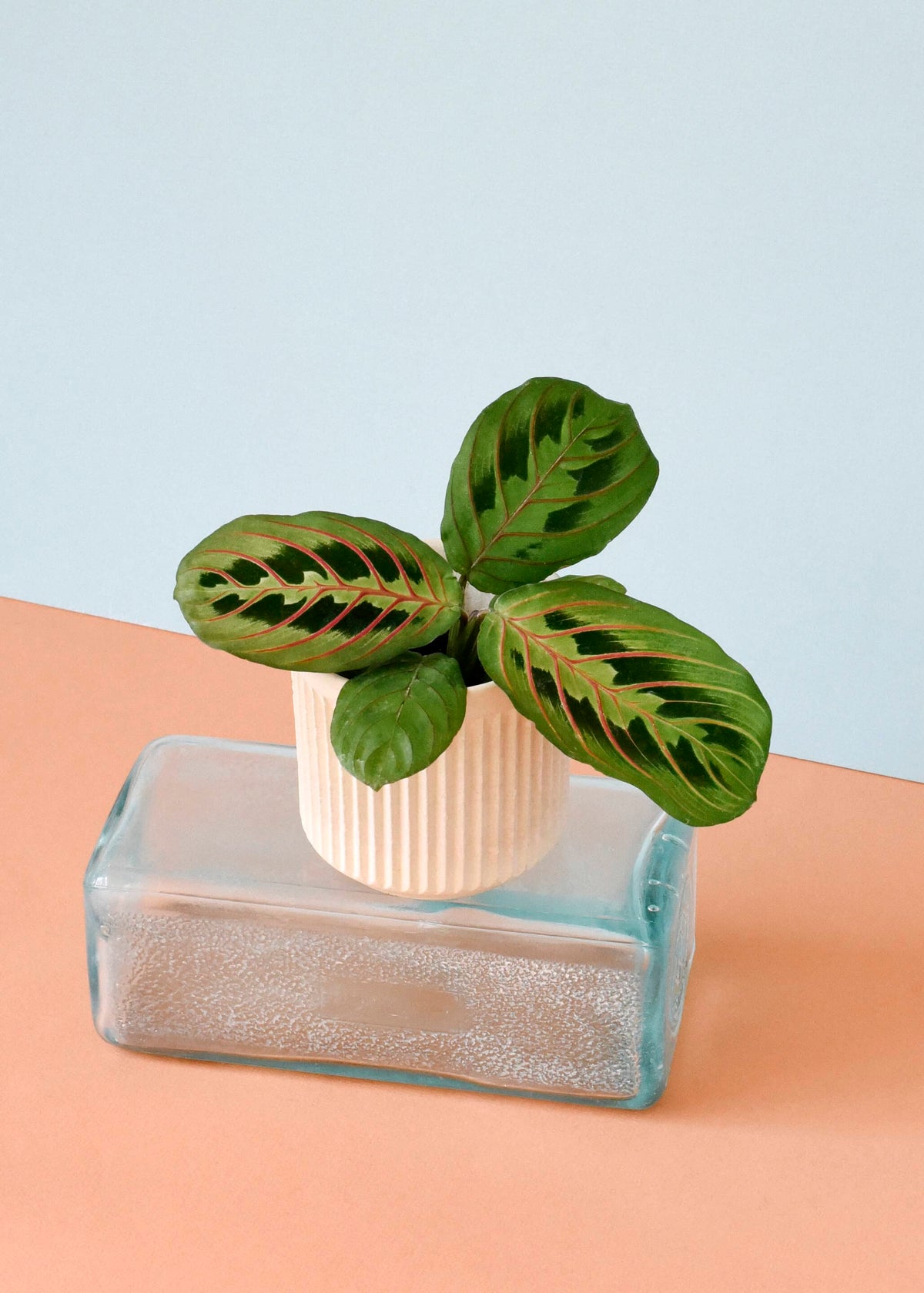 Healthy Maranta Leuconeura var. erythroneura Baby – Small, Approx. 25.0cm height – 8.5cm Pot. A perfect maranta leuconeura var. erythroneura baby – small, approx. 25.0cm height – 8.5cm pot for your indoor houseplant collection.