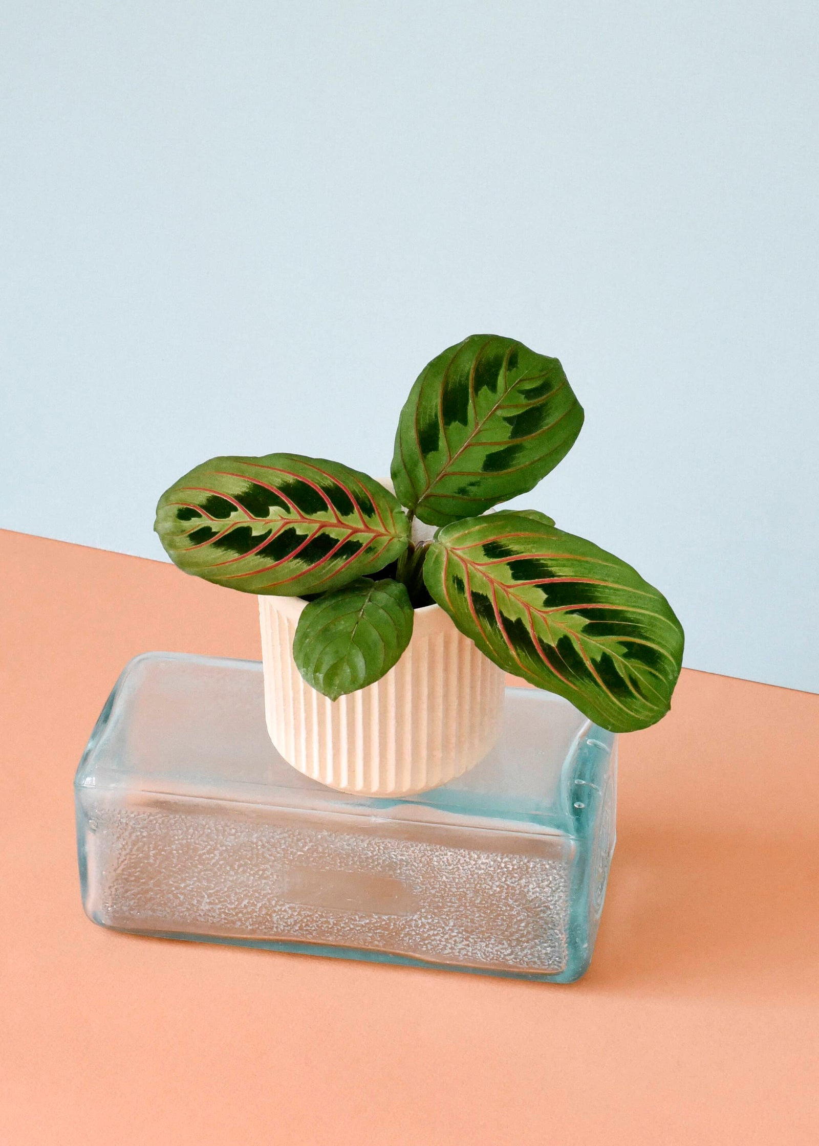 Healthy Maranta Leuconeura var. erythroneura Baby – Small, Approx. 25.0cm height – 8.5cm Pot. A perfect maranta leuconeura var. erythroneura baby – small, approx. 25.0cm height – 8.5cm pot for your indoor houseplant collection.