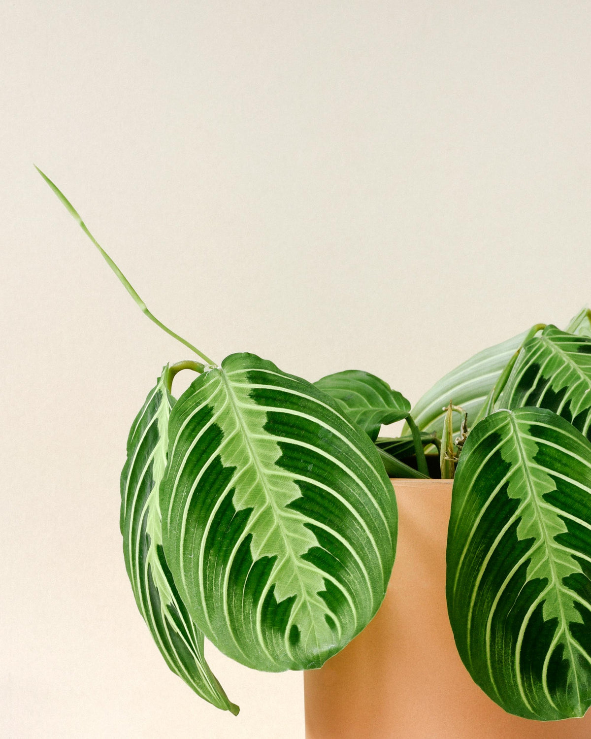 Maranta leuconeura 'Lemon Lime' Medium -  Plant Circle.