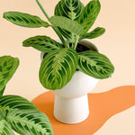 Maranta leuconeura 'Lemon Lime'