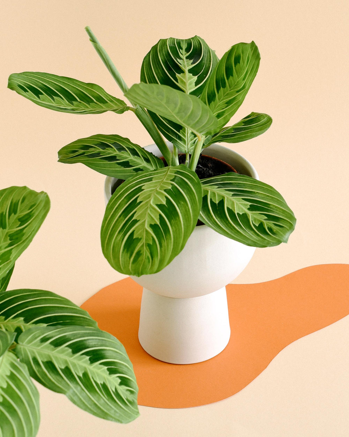 Maranta leuconeura 'Lemon Lime' Medium -  Plant Circle.