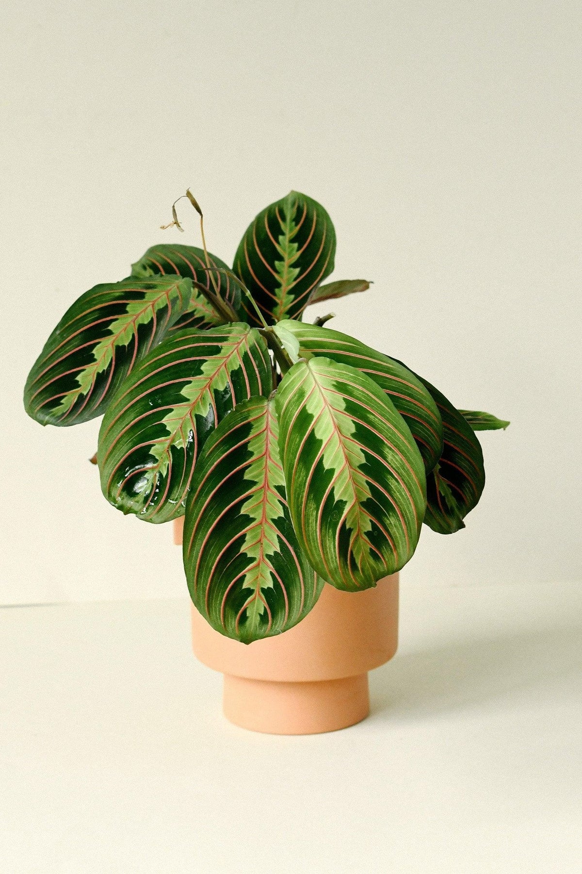 Healthy Maranta Leuconeura var. erythroneura M by Plant Circle. A perfect maranta leuconeura var. erythroneura m by plant circle for your indoor houseplant collection.