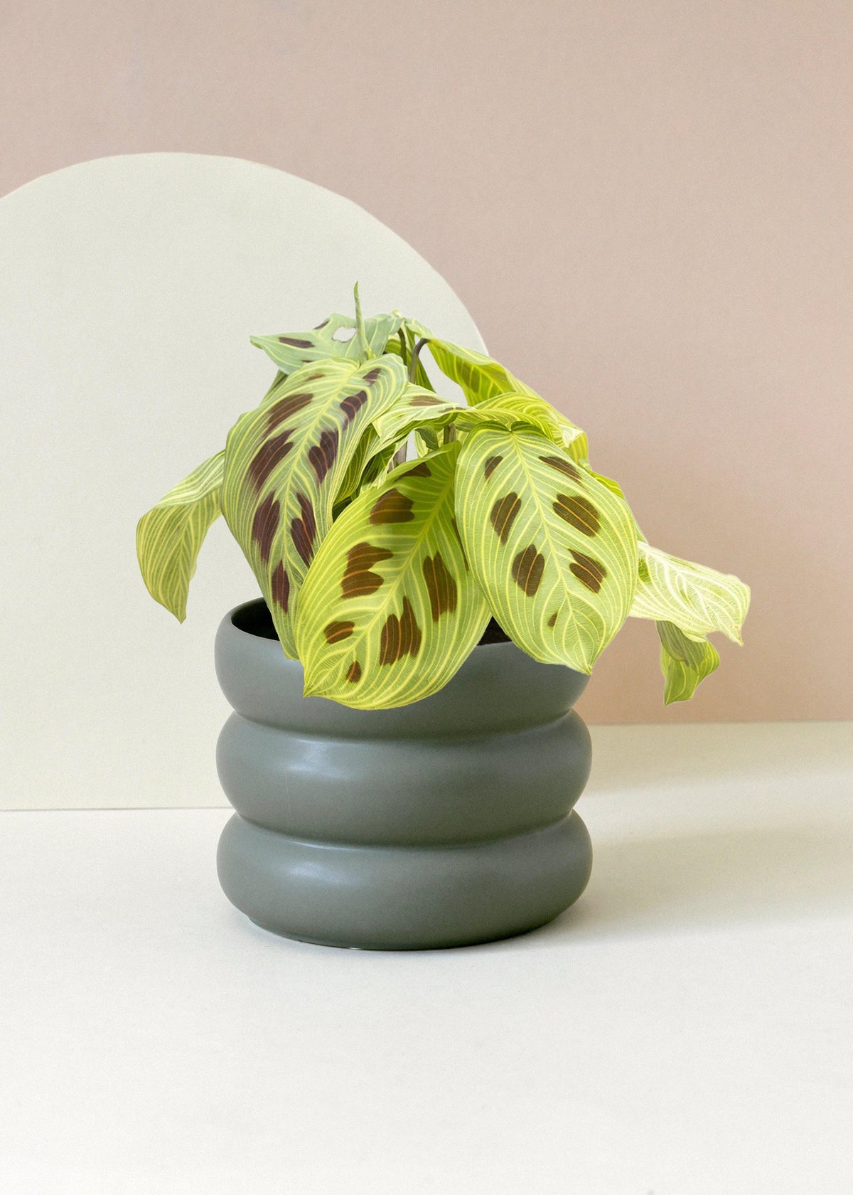 Healthy Maranta leuconeura 'Light Veins' aka 'Fantasy' M. A perfect maranta leuconeura 'light veins' aka 'fantasy' m for your indoor houseplant collection.