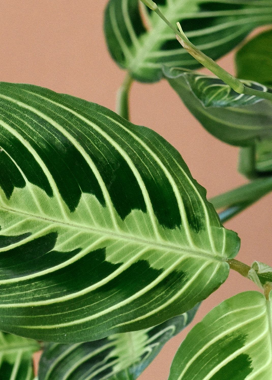 Maranta leuconeura 'Lemon Lime'